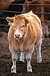 Piedmontese-Hereford crossbred calf with double muscling