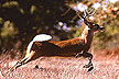 White-tail deer