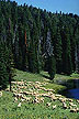 Sheep / Southwestern Montana