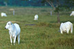 Nelore breed of beef cattle