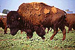 Bison