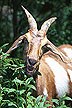 Goat grazing on weeds