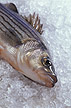 Hybrid striped bass