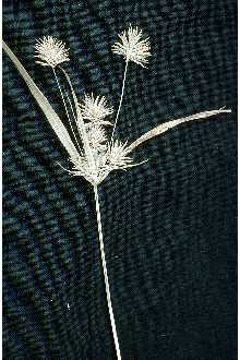 Photo of Cyperus lancastriensis Porter ex A. Gray