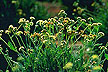 Guayule