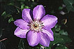 Clematis hybrid