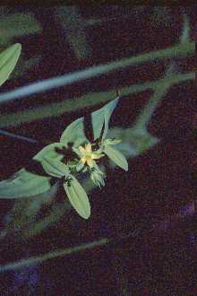 Photo of Hypericum mutilum L.