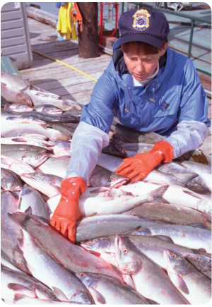 photo of FDA employee inspecting fish