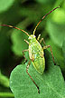 Alfalfa plant bug