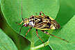 Tarnished plant bug.