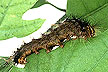 Gypsy moth caterpillar