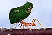 Leaf-cutter ant