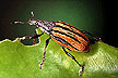 Citrus root weevil