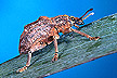 Oxyops vitiosa leaf weevil on melaleuca