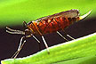 Hessian fly