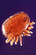 Varroa mite, about 30x