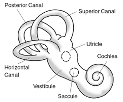 Illustration of the labyrinth's structures: the semicircular canals, the vestibule and the cochlea.