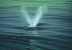 right whale spouting water