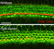 A targeted mutation in the Fgf8 gene results in a disruption in the development of pillar cells (red).