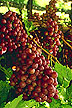 Flame seedless grapes