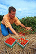 Elite wild strawberies