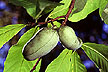 Pawpaw fruit growing on tree.