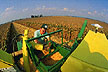 Corn harvest