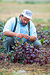 Evaluation of sugar beet plants