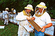 Inspection of bee colonies