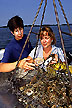 Oysters collected from the Chesapeake Bay