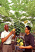 Examining papaya fruit