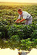 Soybean plants