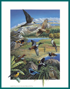 International Migratory Bird Day 2008; Art copyright Eleazar Saenz
