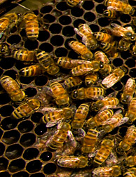 Bees on a honeycomb. Link to photo information