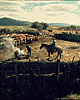 Branding, Ninety-Six Ranch [35mm slide]