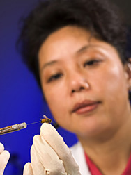 Entomologist injects a healthy bee with viruses extracted from bees in colonies showing colony collapse disorder: Click here for full photo caption.