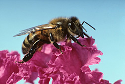 A honey bee: Click here for full photo caption.