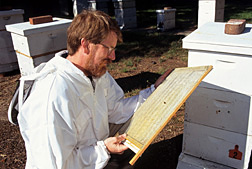 Entomologist Jeff Pettis examines a screen used to monitor Varroa mites: Click here for full photo caption.