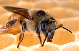 European honey bee with a Varroa mite on its back: Click here for photo caption.