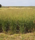 Native switchgrass field.  Link to story. 