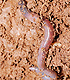 Earthworm. Link to story. 