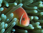 Fish hiding in an anenome