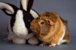 Guinea pig and friend