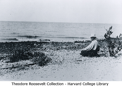 Photo of Teddy Roosevelt sitting on the beach at Breton NWR in June, 1915