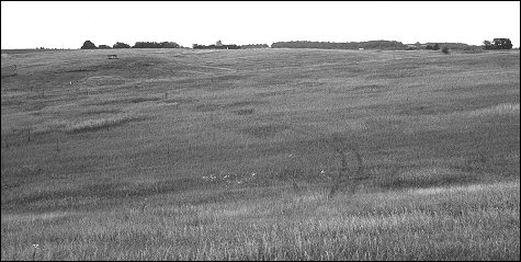 Photo by Michelle Jesko: Idle grassland landscape