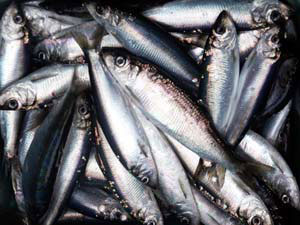 Pacific herring