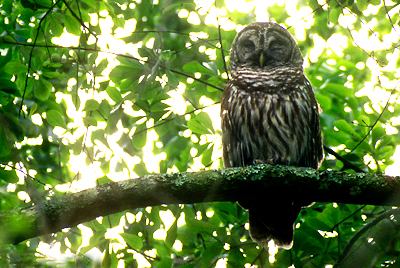 Photo of a barred owl at rest in a tree, late in the day