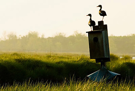 Photo of a pair of black-bellied whistling ducks sitting on top of a duck box at Bayou Sauvage NWR