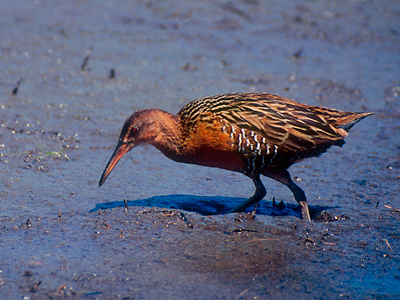 Photo of a clapper rail (bird) foraging on the mud flats at Big Branch Marsh NWR