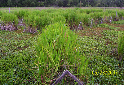 Photo of lush growth of desirable floating marsh plants, on the floating platforms